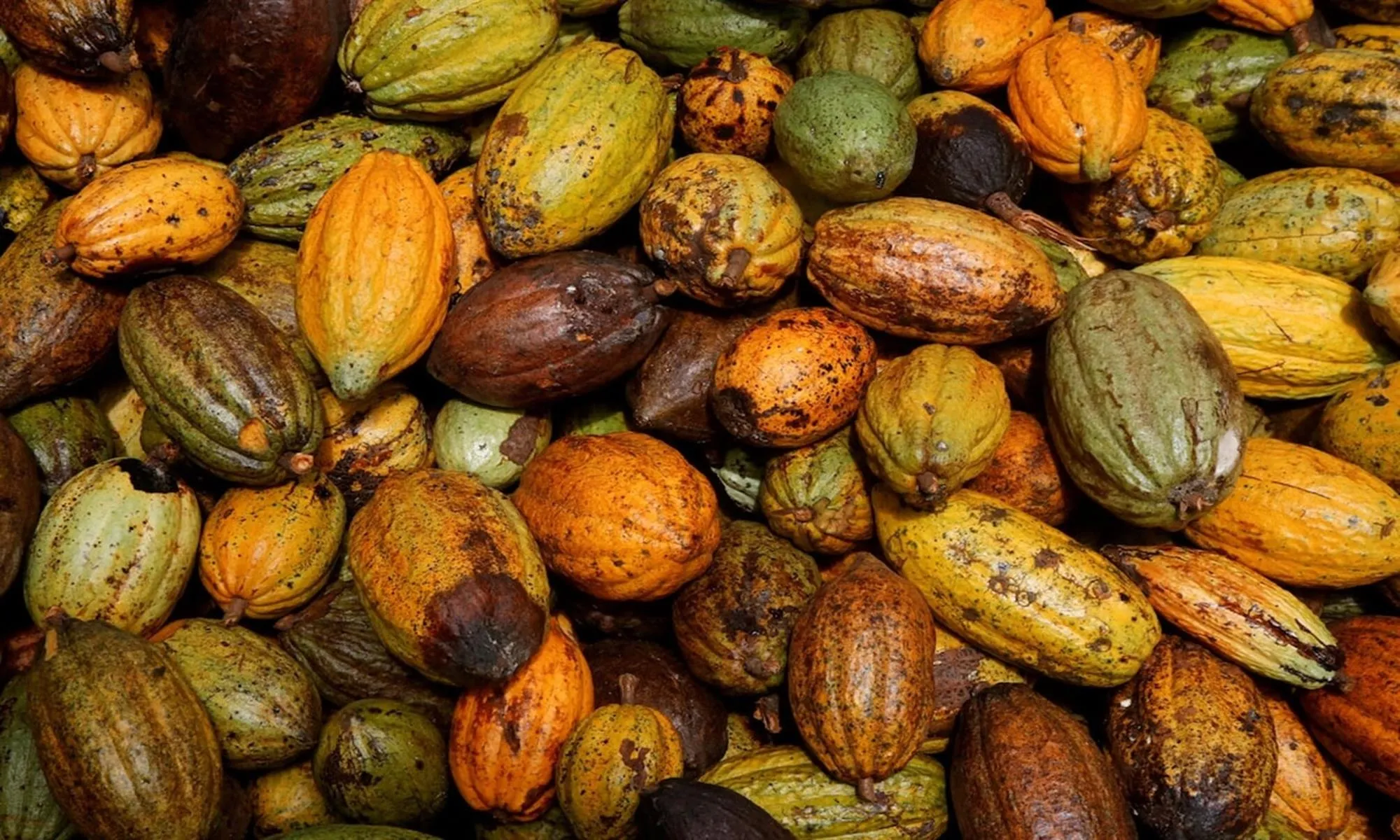 cacao giam (1)