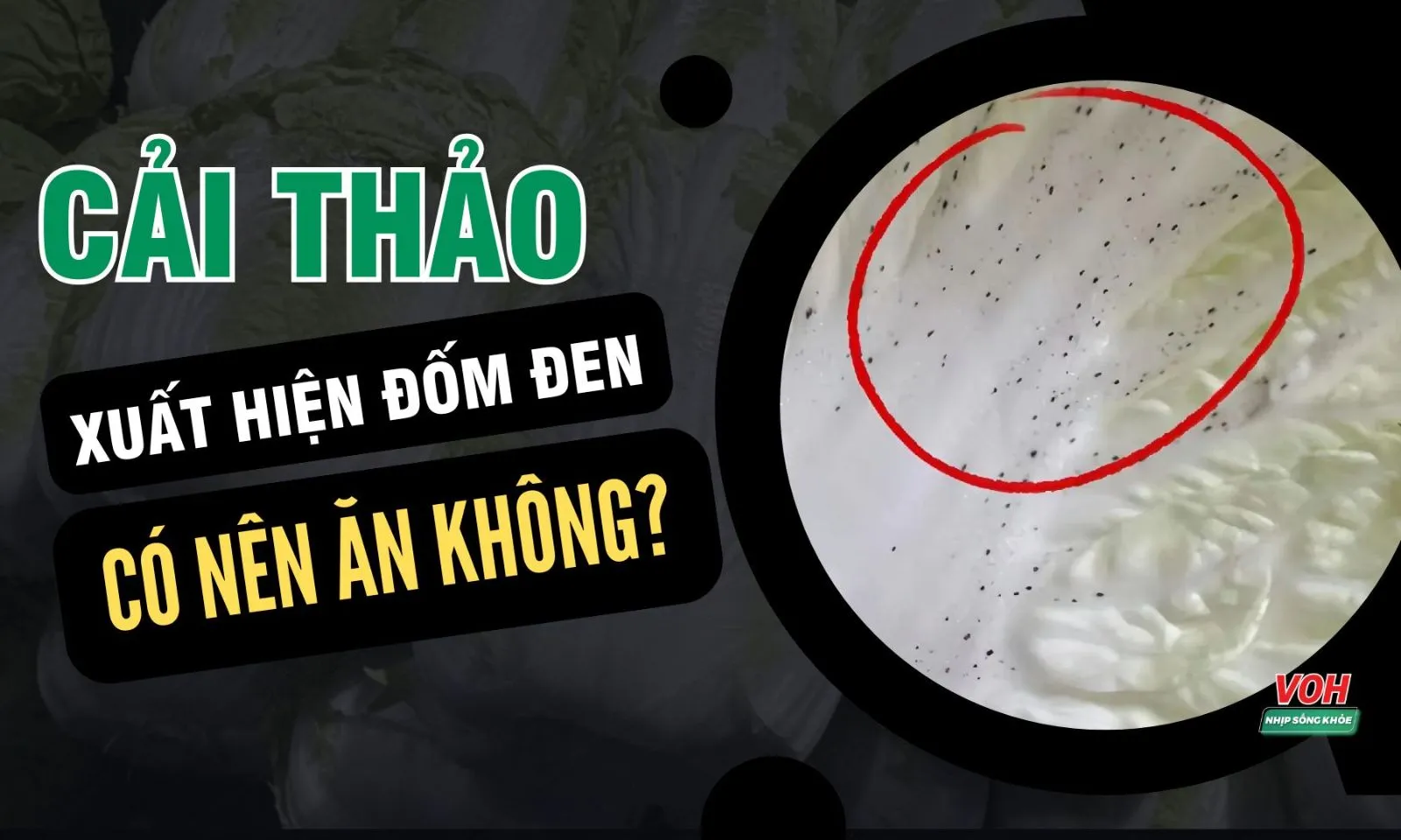 Cải thảo có đốm đen: Nguy cơ gì? Có nên tiếp tục ăn?