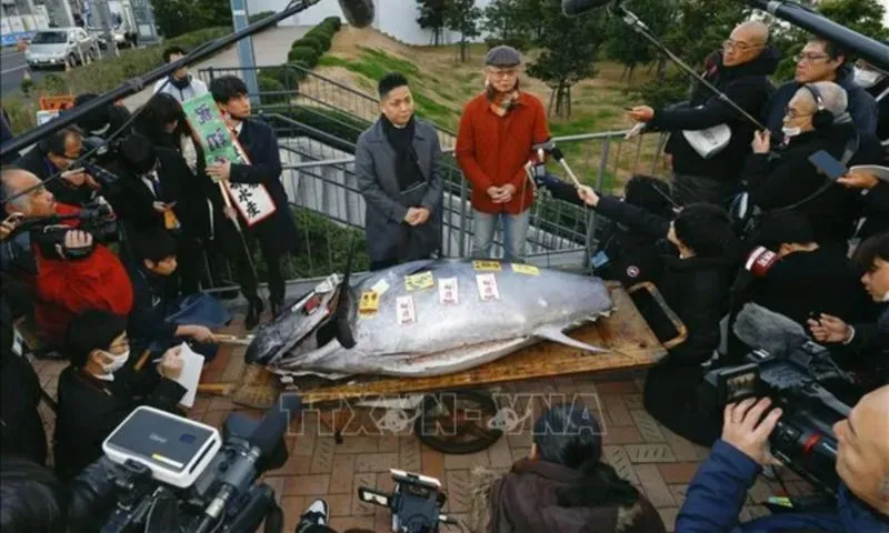 Cá ngừ vây xanh đấu giá hơn 1,3 triệu USD tại chợ Toyosu, Nhật Bản