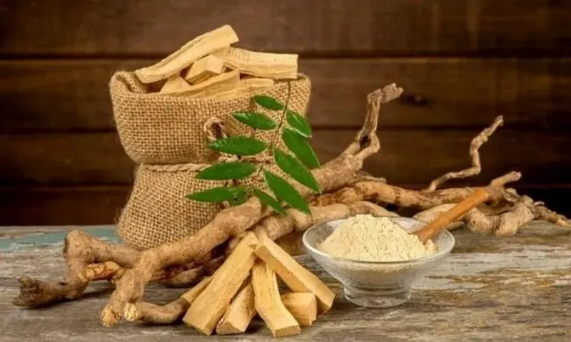 Cây mật nhân: Thần dược Việt Nam vừa bổ gan vừa tốt cho xương