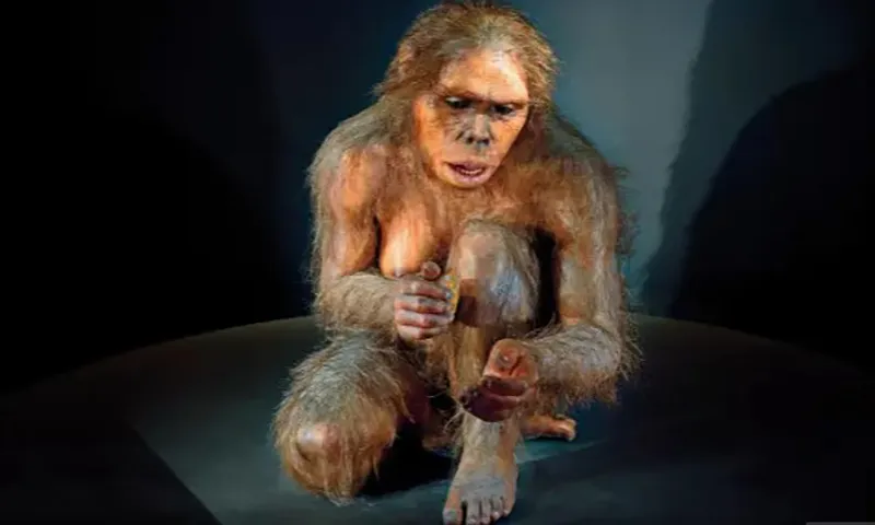 Hominid Lucy Australopithecus afarensis trong Bảo tàng Tiến hóa Con người