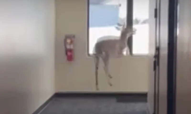 Clip: Con nai đột nhập phòng khám của bác sĩ qua cửa sổ