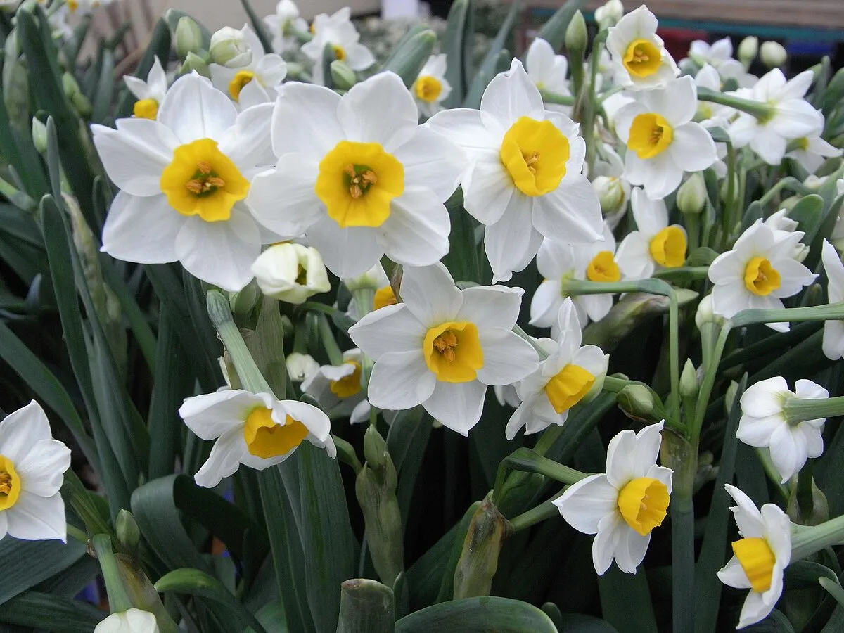 HK_CWB_Victoria_Park_Chinese_New_Year_Flower_Fair_01_水仙花_Chinese_sacred_lily