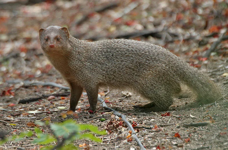 Herpestes_edwardsii_at_Hyderaba