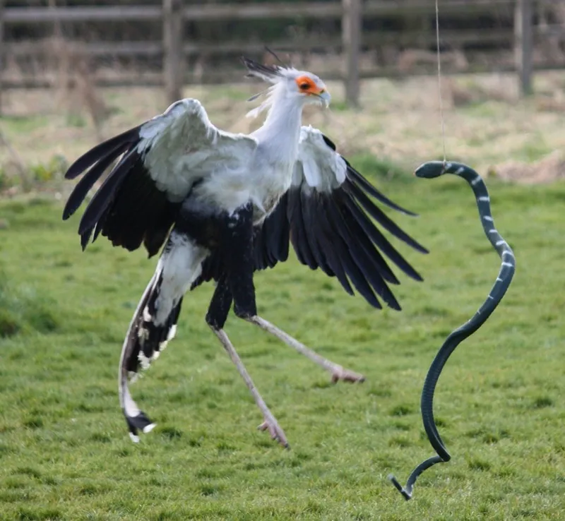 name-secretary-bird-sagittarius-serpentarius-7-1703130694973-17031306951762084982162-1703132912969-1703132913066537876870