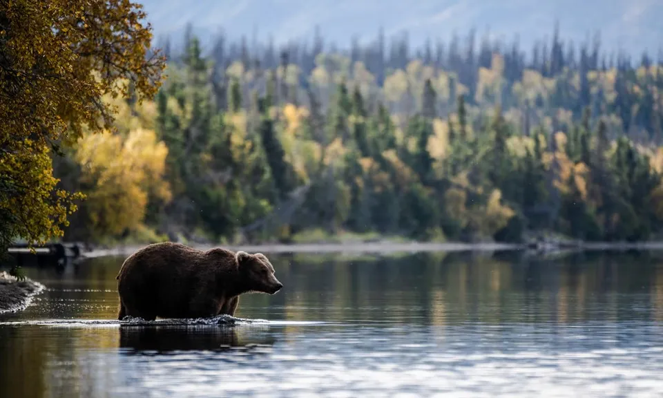 Alaska tiêu diệt gấu và sói từ trực thăng để tăng số lượng tuần lộc và nai sừng tấm