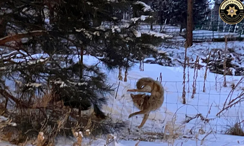 Cứu chó sói khỏi hàng rào thép gai giữa thời tiết dưới 0 độ C