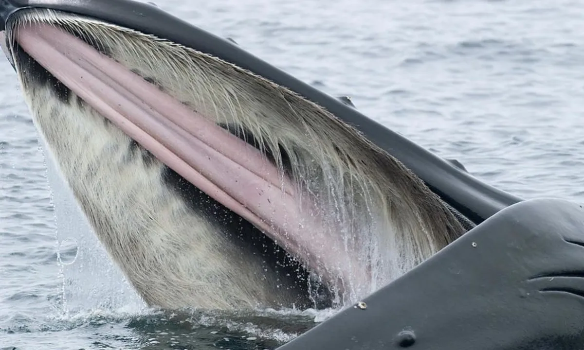Cá voi xanh: Kích thước khổng lồ, lưỡi nặng như một con voi