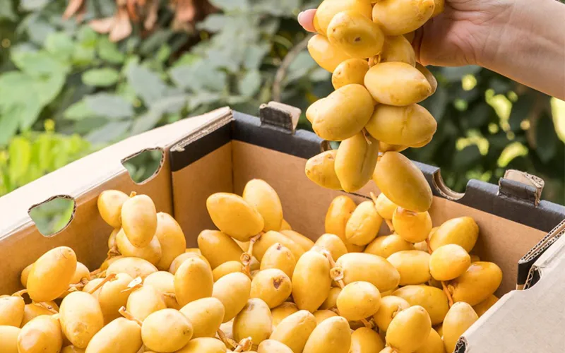 qua-cha-la-cong-dung-loi-ich-doi-voi-suc-khoe-202107292124028725