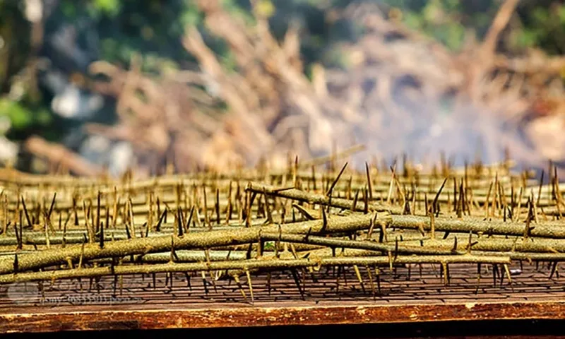 Nghi lễ đón Tết kỳ lạ, đau đớn: Lăn qua giường gai nhọn để cầu may