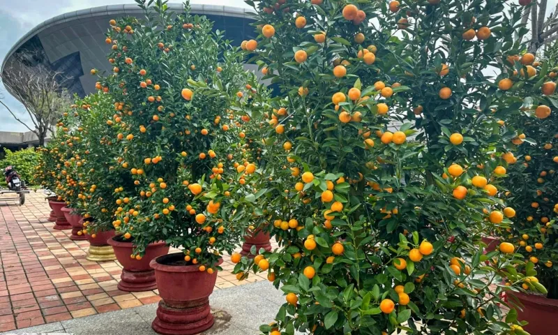 Đà Nẵng quyên góp tắc kiểng sau Tết để phủ xanh đô thị