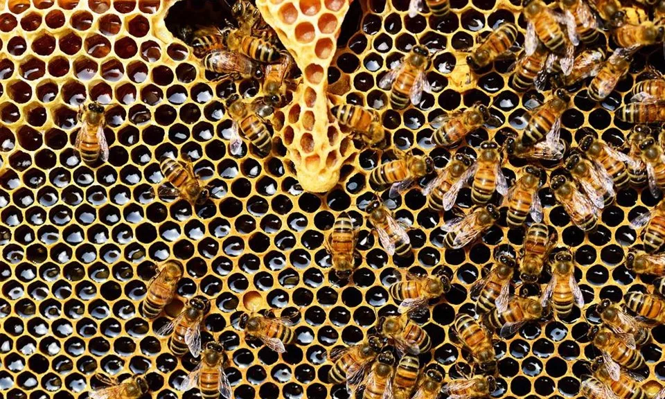 Nuôi ong làm giảm nạn phá rừng ở miền trung Tanzania