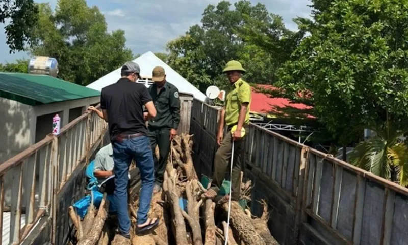 Vụ trả 26 cây gỗ giáng hương bất hợp pháp: Kỷ luật 3 cán bộ kiểm lâm