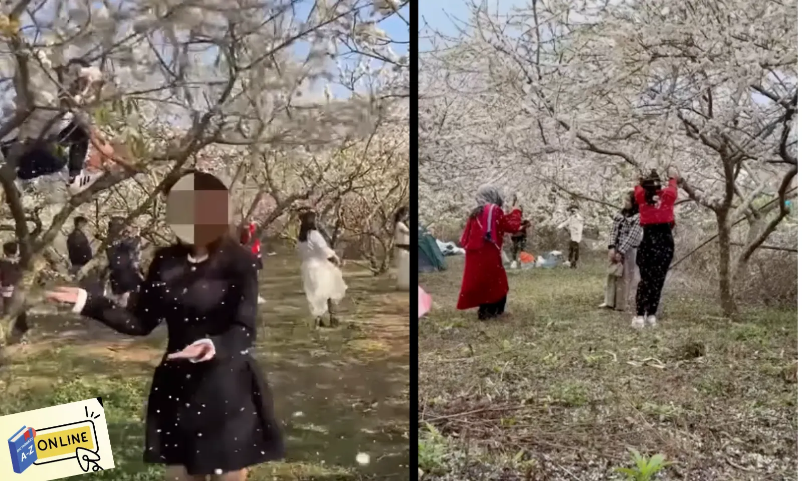 Từ điển số 11/2: Khi một bức ảnh so deep trở thành gánh nặng cho người trồng cây