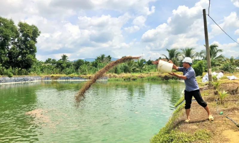 Nuôi loài cá hiền như đất, anh nông dân kiếm 9 tỷ đồng nhẹ nhàng mỗi năm