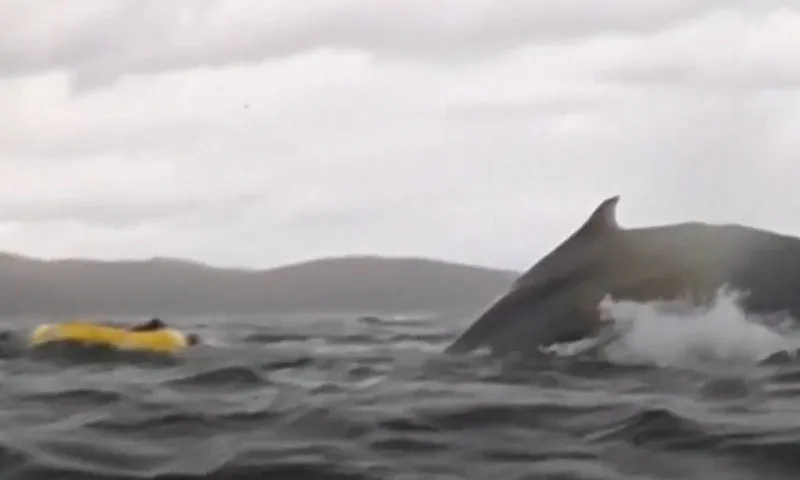 Xem clip: Cá voi lưng gù “nuốt chửng” người chèo thuyền kayak trên biển 