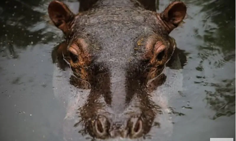 Lisa Manders đã bị một con hà mã đè bẹp trong một chuyến đi bộ bụi rậm ở Zambia vào năm 2024, một vụ kiện tuyên bố   Getty Images