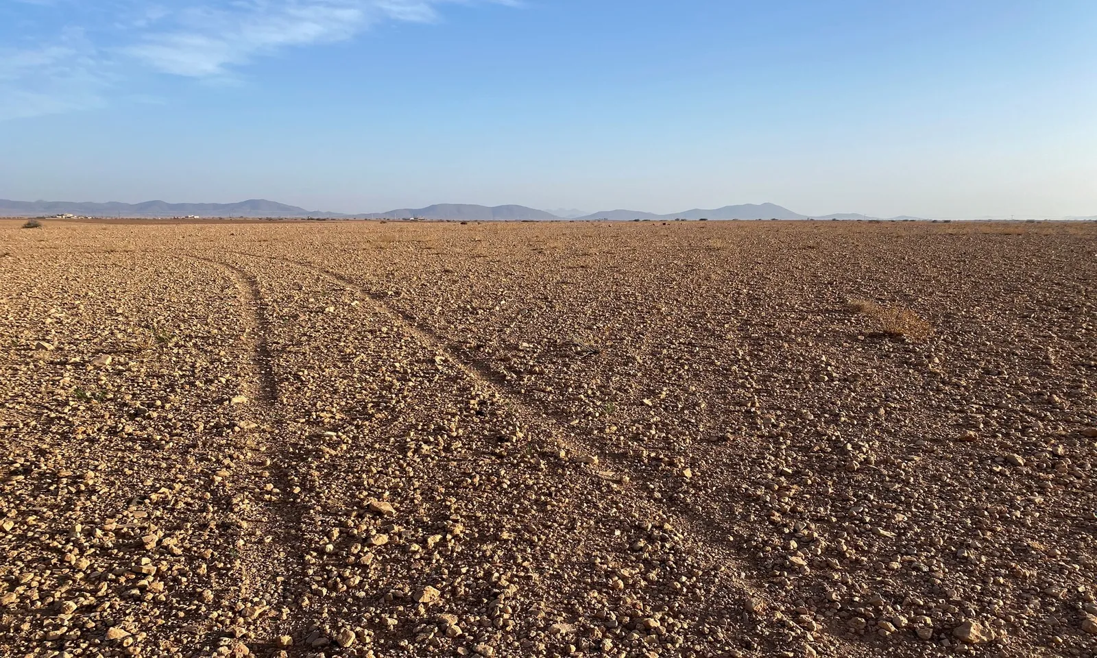 Đàn gia súc tại Morocco suy giảm do hạn hán kéo dài