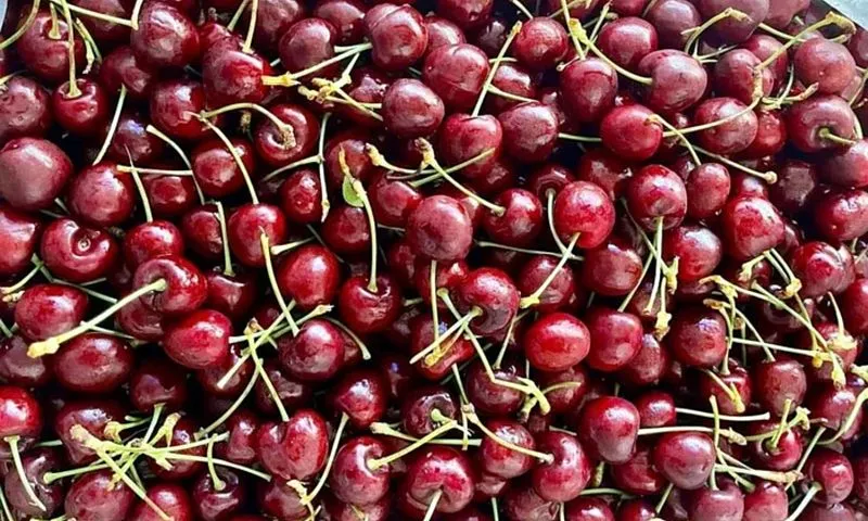 Cherry Chile rớt giá kỷ lục, chỉ vài chục ngàn đồng/kg 