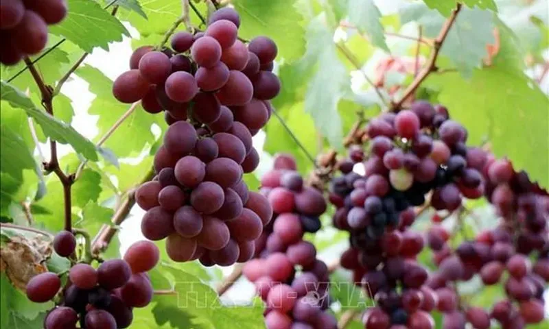 Trồng giống nho mới NH01-16: Thu nhập lên đến 1,2 tỉ đồng/ha/năm