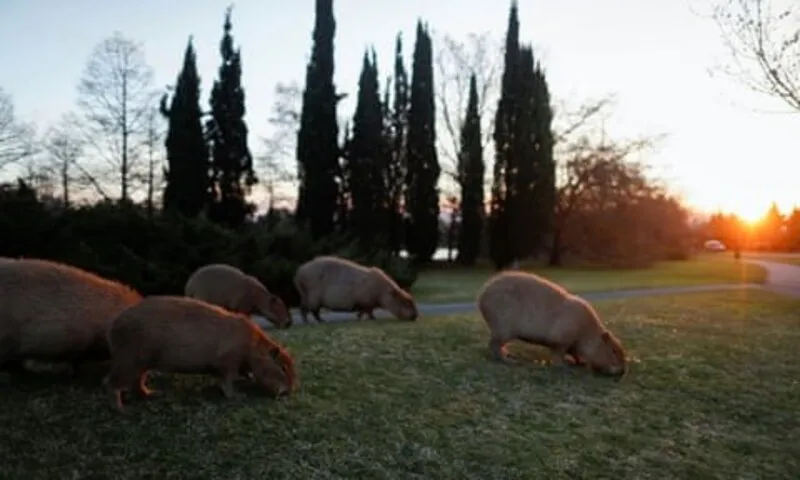 Argentina: Tranh cãi về kế hoạch triệt sản capybara tại ngoại ô khu vực Buenos Aires