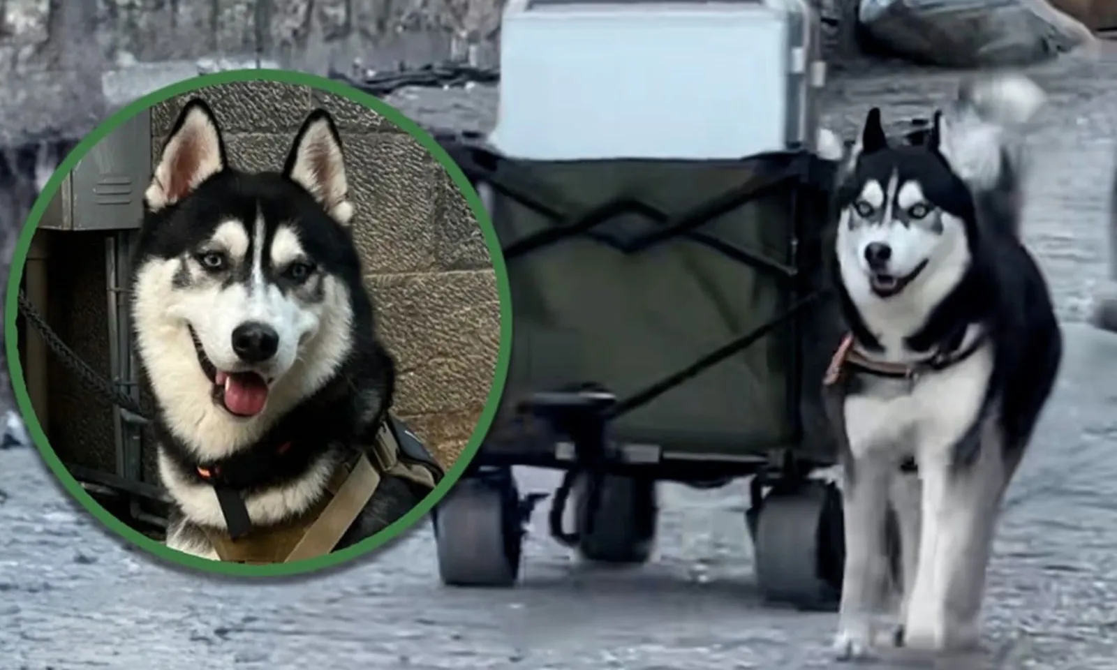 Chú chó Husky trở thành ‘sao mạng’ vì biết vận chuyển hành lý