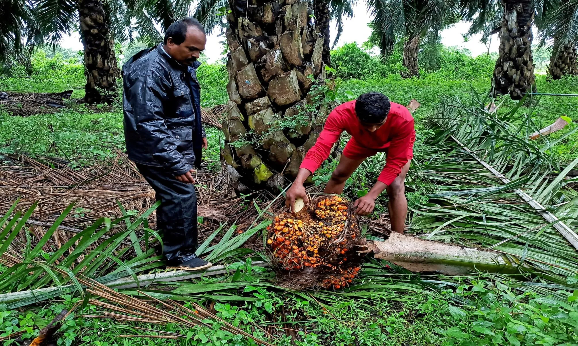 An Do huy mua dau co (1)