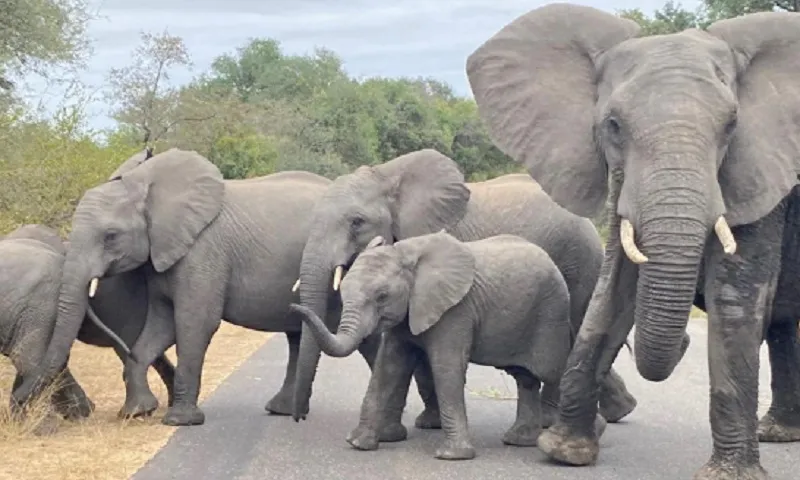 Những con voi ở công viên Kruger