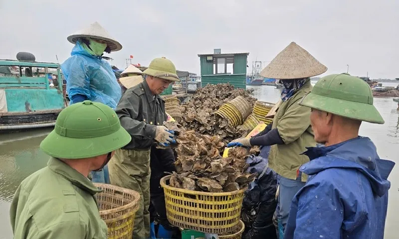 Phạt 7,5 triệu một người đưa thông tin sai về việc bị xã hội đen cướp hàu