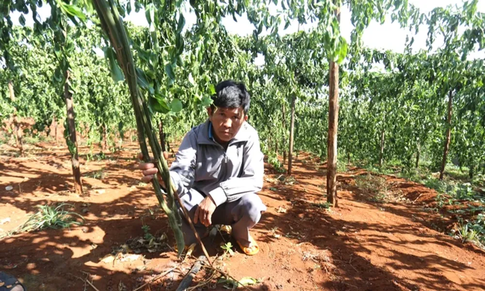 Công an vào cuộc điều tra vụ vườn chanh dây bị phá hoại