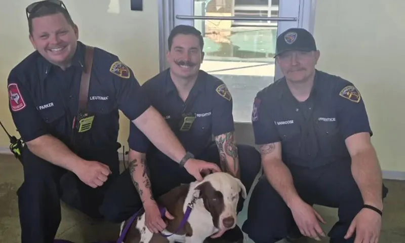 Chú chó rơi xuống giếng sâu may mắn được cứu thoát