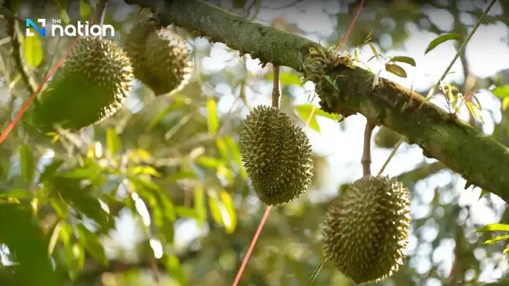 thai-lan-2-17407131436581003251132