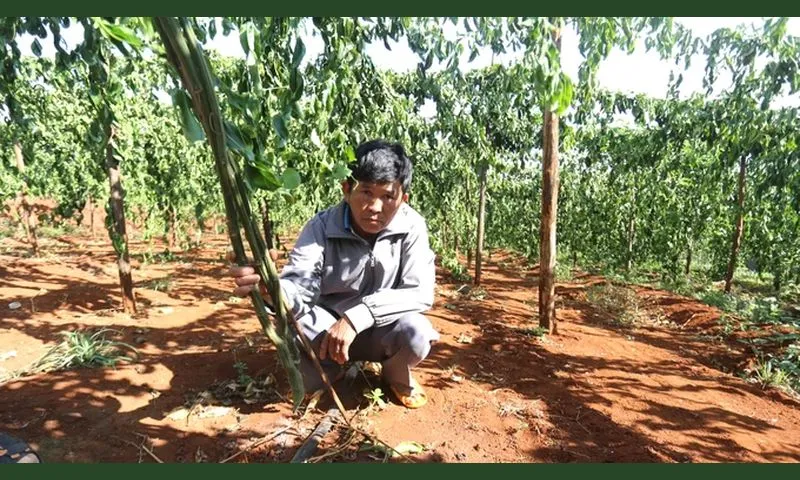 Điều tra vụ chặt phá hàng trăm gốc chanh dây của người dân ở Gia Lai 