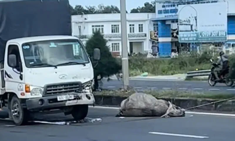 Tai nạn hy hữu: Xe tải chở thịt trâu đụng chết trâu!