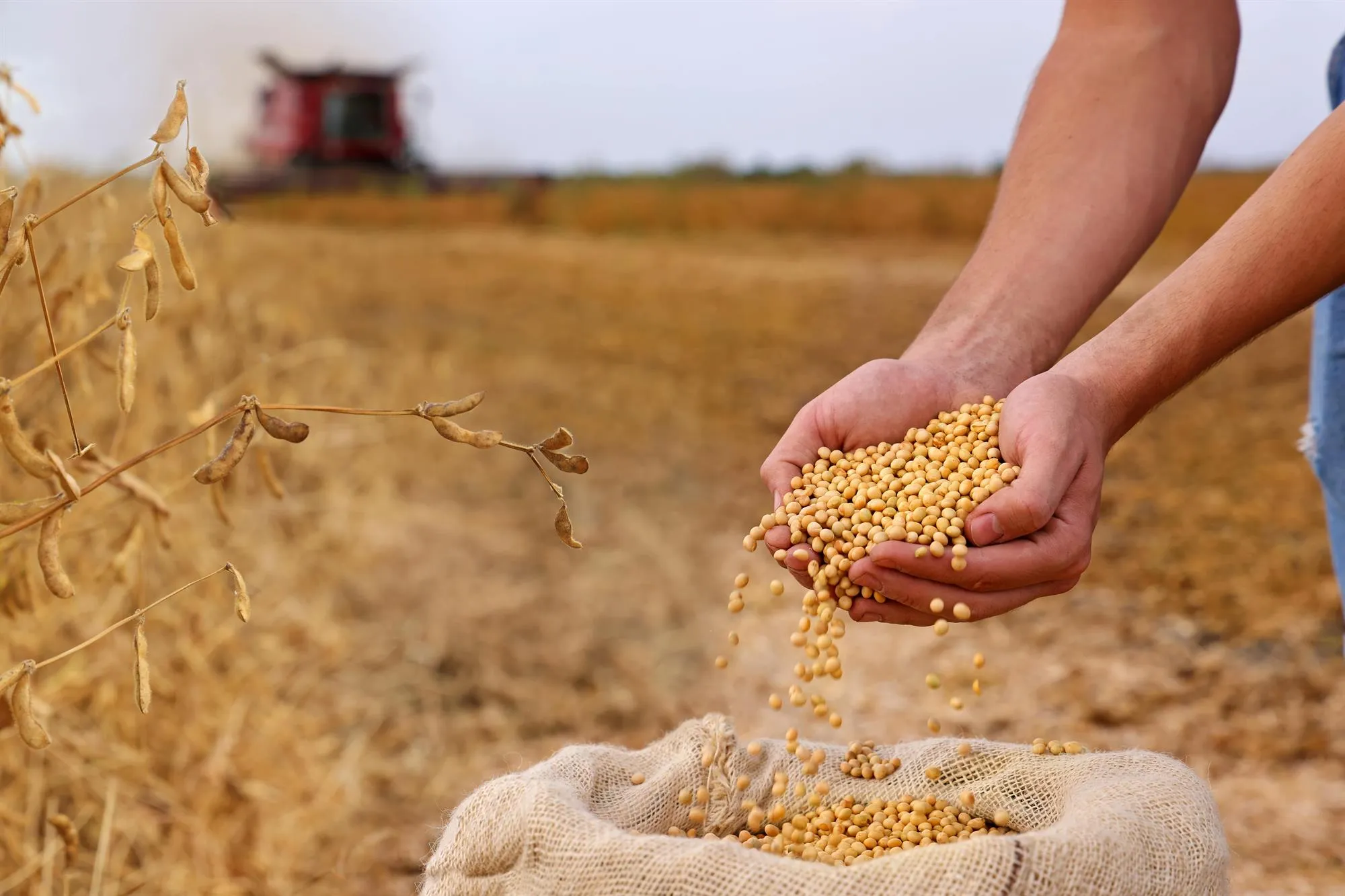 organic-soybean-meal_andersonintl