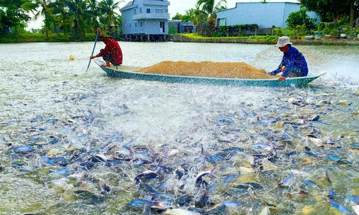 Tin phát triển bền vững 10/3/2025: Đồng Tháp đặt mục tiêu phát triển bền vững ngành hàng cá tra 