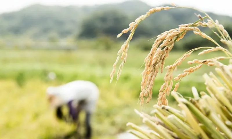 Ngân hàng nhà nước chỉ đạo cung ứng vốn thu mua lúa gạo vụ đông xuân