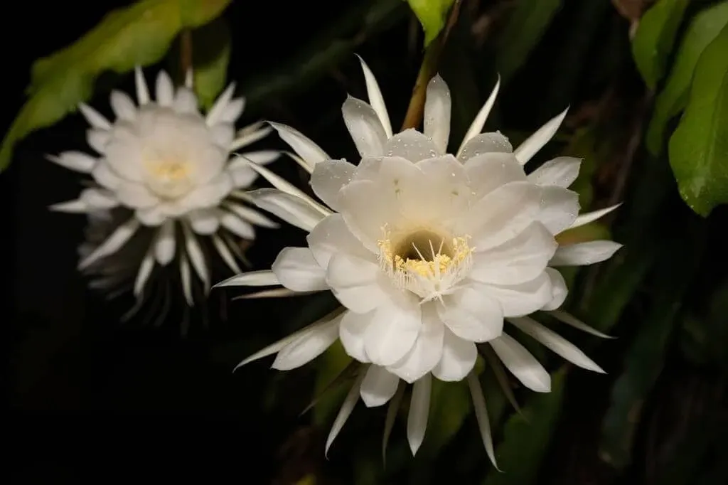 hoa-quynh-dac-diem-y-nghia-cach-trong-va-cham-soc-6-660be5267381e80d856fb40b