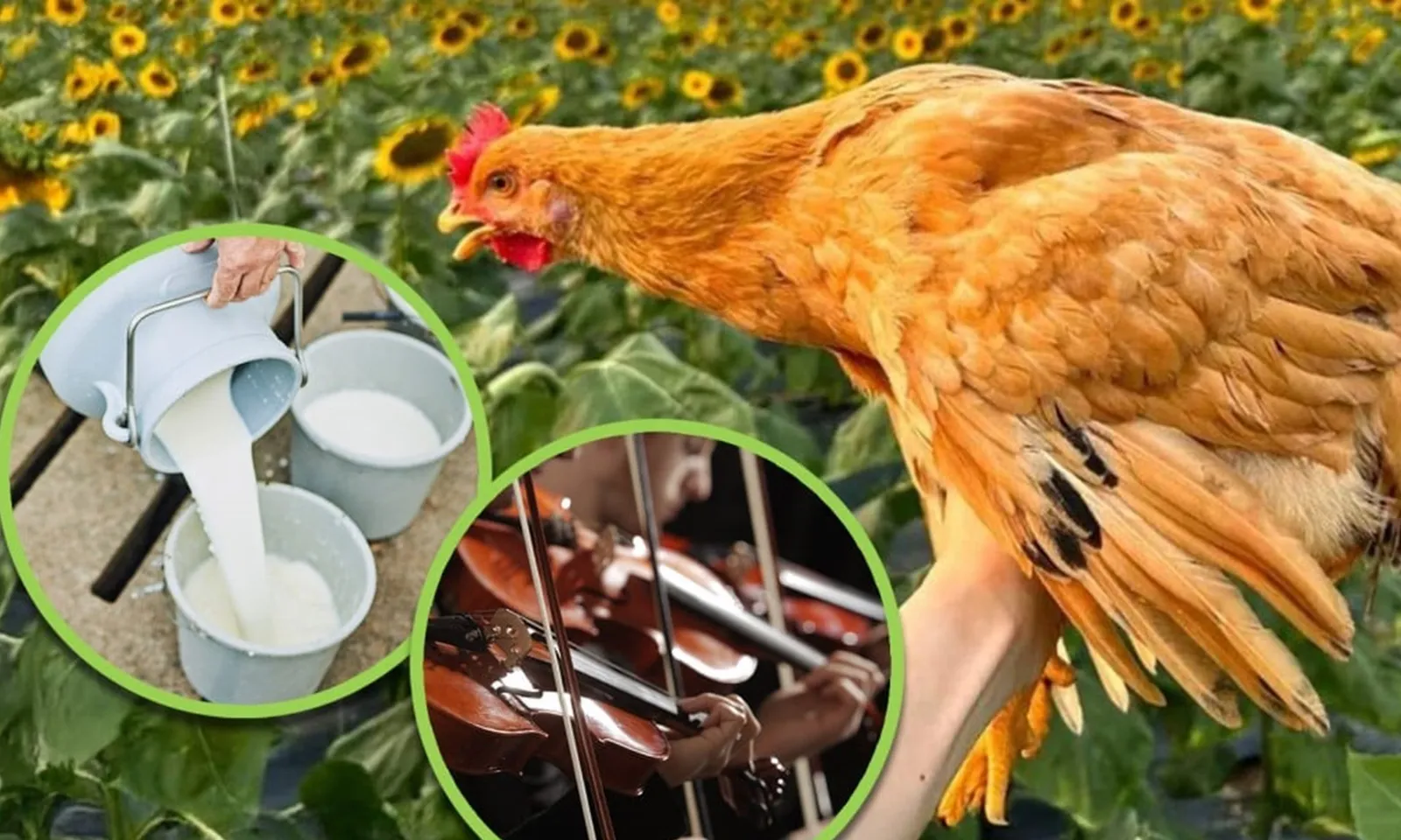 Sốc: Hơn 3 triệu đồng một con gà được nuôi bằng nhạc và sữa