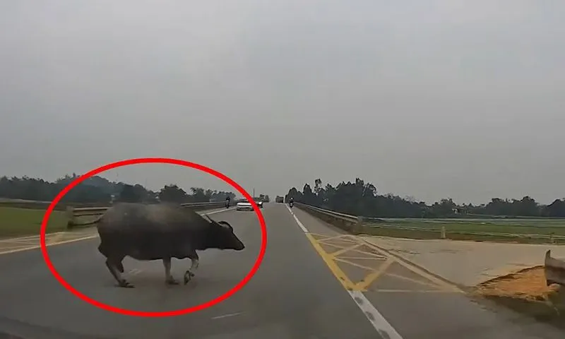 Sẽ kỷ luật nếu Khu kinh tế Nhơn Hội và địa phương để trâu bò thả rông