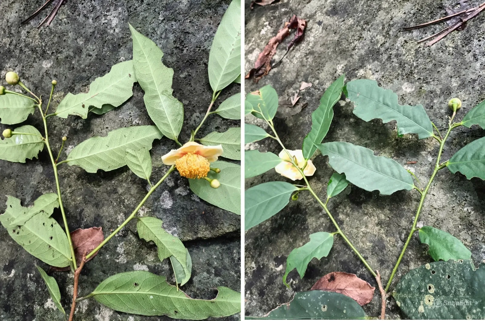 snapedit1743044337903-17430445030251863741901