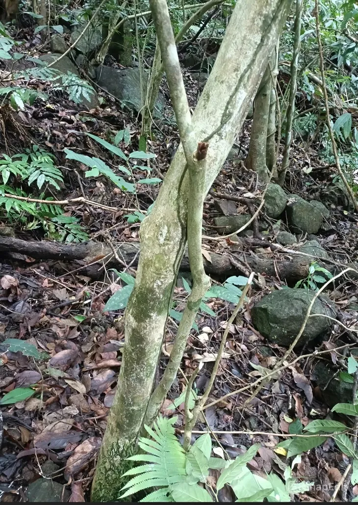 snapedit1743044482793-1743045549487376087494