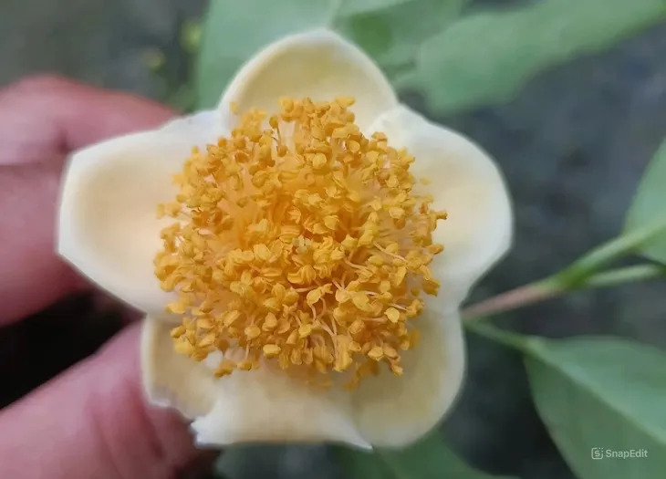 snapedit1743044653422-1743044672910512673217