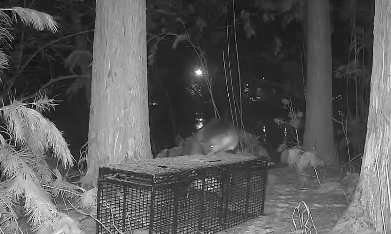 Dùng bẫy bắt gấu trúc để bắt rái cá trốn thoát khỏi vườn thú