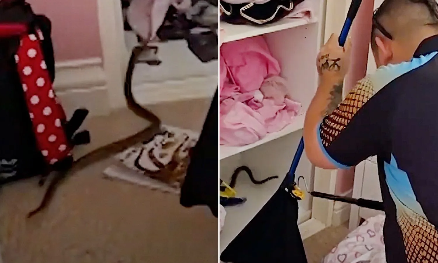 Bé gái suýt gặp nguy hiểm vì rắn độc nấp trong tủ áo