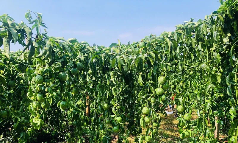 Kẻ xấu cắt gốc, phá vườn chanh sắp thu hoạch, công an vào cuộc truy tìm