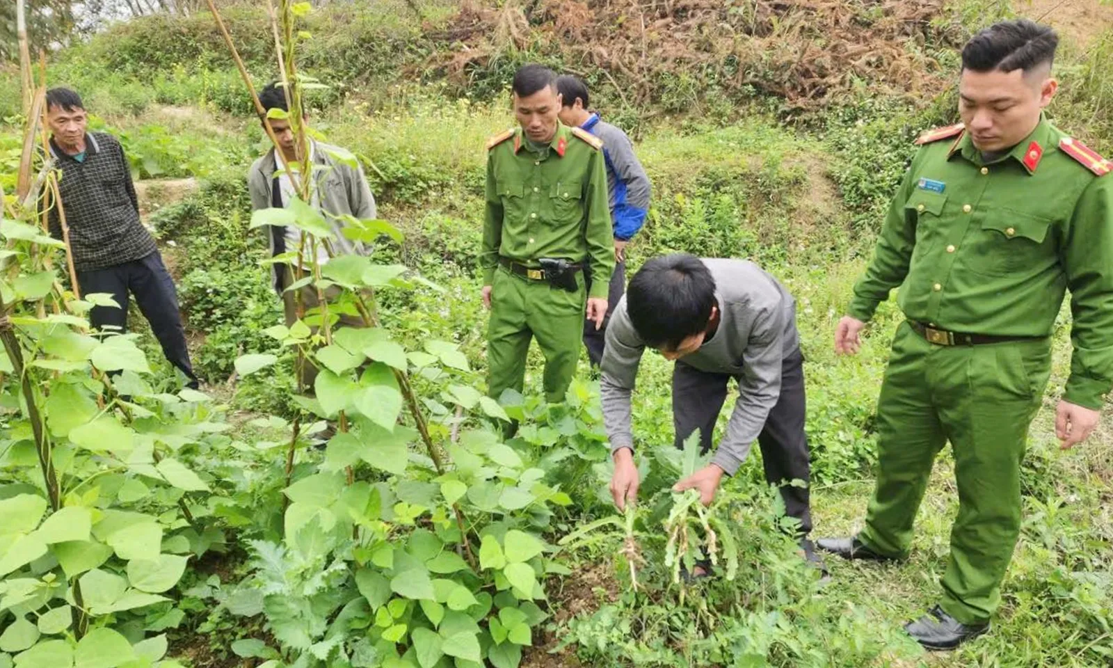 Vận động người dân tự giác phá bỏ và giao nộp 42 cây thuốc phiện