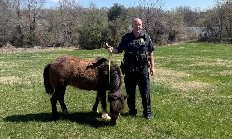 Cảnh sát giải cứu con ngựa nhỏ chạy rông trên đường cao tốc