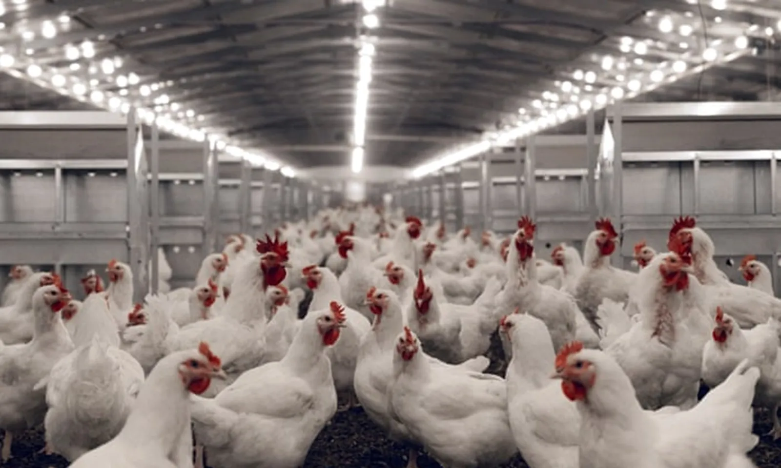 Trung Quốc cấm nhập khẩu thịt gà của loạt công ty Mỹ