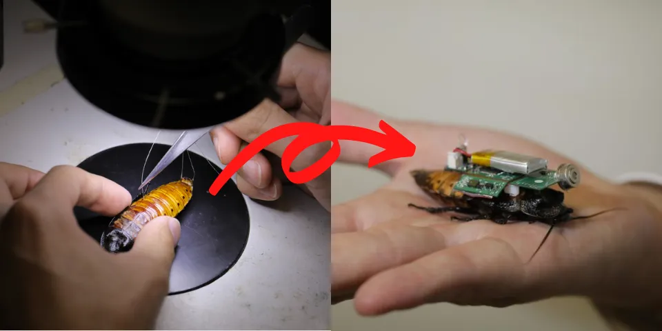 cyborg-cockroaches-singapore-ntu-header_t67x.2496